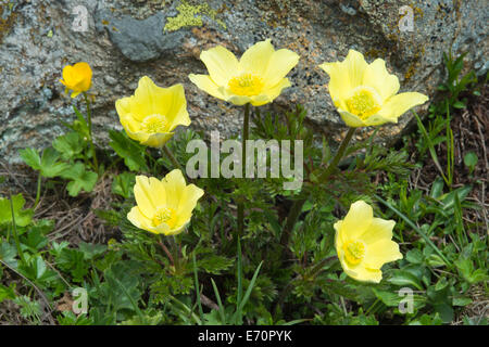 Anemoni alpini o anemoni di zolfo (Pulsatilla alpina ssp. Alpiifolia), valle Kaunertal, Tirolo, Austria Foto Stock