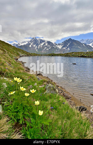 Anemoni alpini o anemoni di zolfo (Pulsatilla alpina ssp. apiifolia), la cresta di Kaunergrat sul retro, Seeles vedere il lago Foto Stock