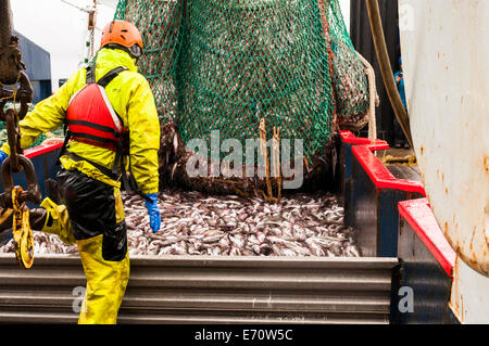 Pollack la pesca nel mare di Bering - Luglio 2014 Foto Stock