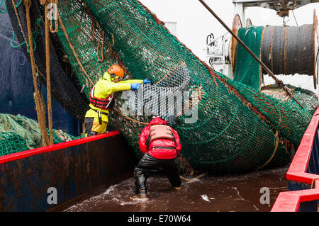 Pollack la pesca nel mare di Bering - Luglio 2014 Foto Stock