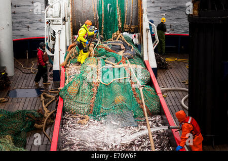 Pollack la pesca nel mare di Bering - Luglio 2014 Foto Stock