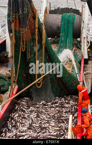 Pollack la pesca nel mare di Bering - Luglio 2014 Foto Stock