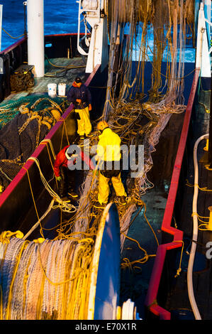 Pollack la pesca nel mare di Bering - Luglio 2014 Foto Stock