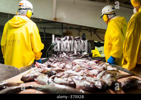 L'elaborazione del Pollack - Luglio 2014 Foto Stock