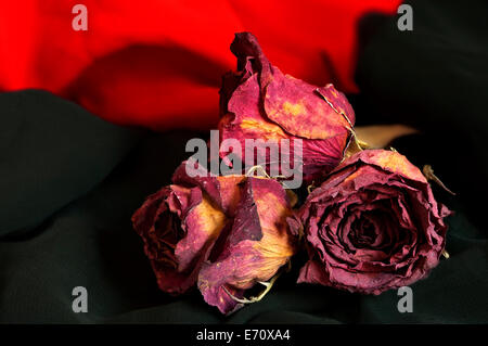 Rose appassite su rosso e nero vestiti Foto Stock