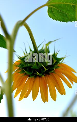 Giardino dei Girasoli contro un bel cielo blu chiaro Foto Stock