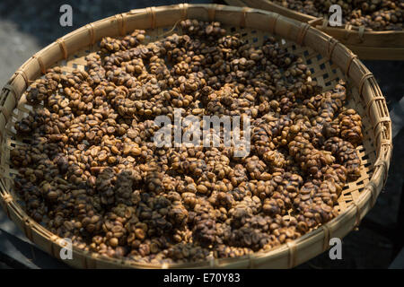 Borobudur, Java, Indonesia. Caffè gourmet. Asian Palm Civet feci non digerito contenenti i chicchi di caffè. Foto Stock