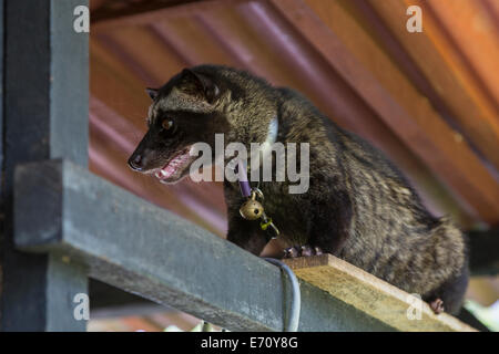 Borobudur, Java, Indonesia. Addomesticazione Asian Palm Civet, Paradoxurus Hermaphroditus Foto Stock