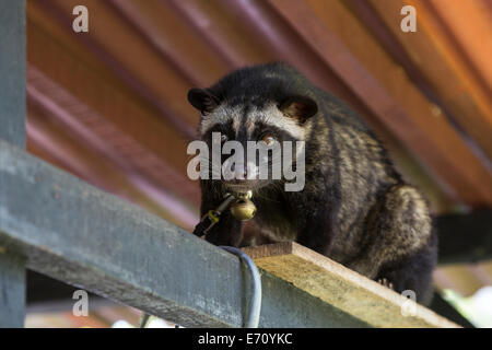 Borobudur, Java, Indonesia. Addomesticazione Asian Palm Civet, Paradoxurus Hermaphroditus Foto Stock