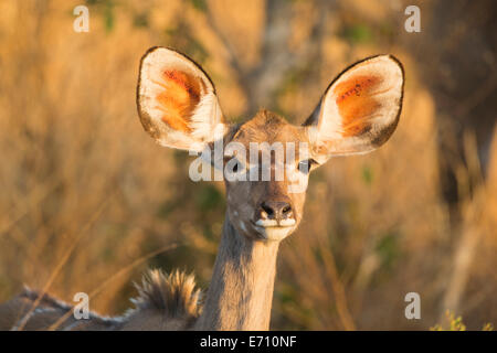 Ritratto di una donna maggiore Kudu (Tragelaphus strepsiceros) guardando la telecamera Foto Stock