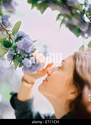 Una donna tirando i fiori blu verso di lei di inalare il profumo. Foto Stock