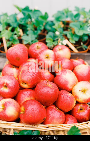 Un display di mele fresche con goccioline di acqua sulla pelle rossa e un cesto di piante. Foto Stock