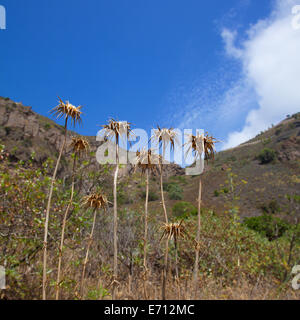 Gran Canaria, Caldera de Bandama,cardo secco in estate Foto Stock