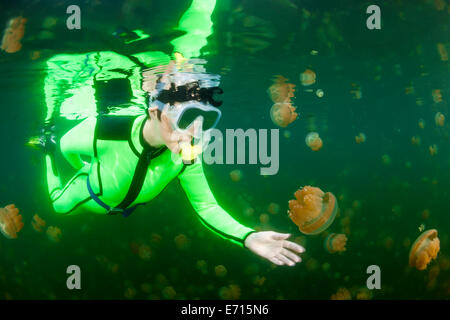 Oceania, Palau, Eik Malk, Femmina snorkeller guardando spotted meduse, mastigias papua, nel lago di acqua salata Foto Stock