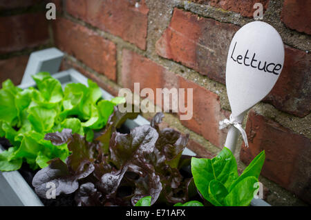 Giovani piante di lattuga essendo cresciuto in una finestra. Foto Stock