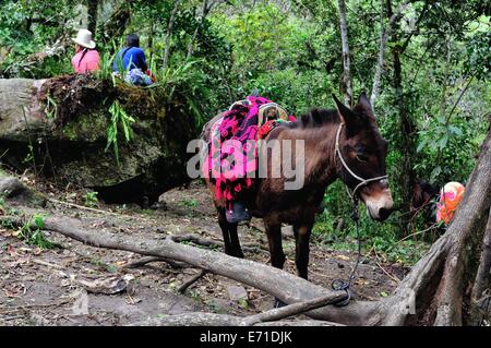 Mule per affitto a turistica - Cascate Gocta rotta in CHACHAPOYAS . Dipartimento di Amazonas .PERÙ Foto Stock