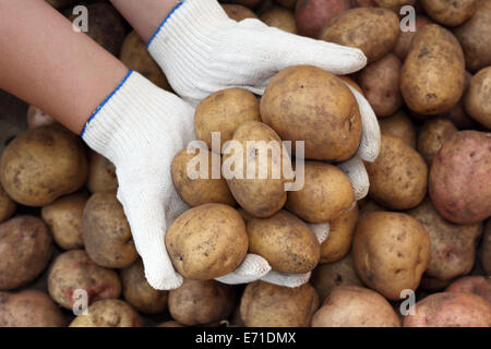 Patate fresche in mani sulle patate sfondo. Primo piano. Foto Stock