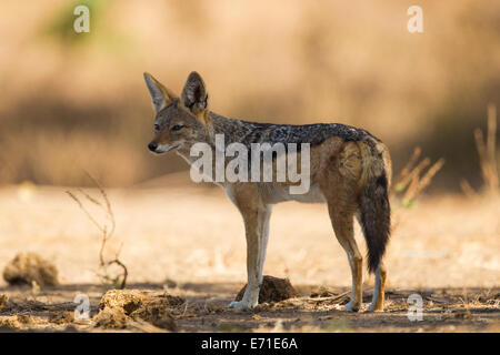 Vista laterale di un nero-backed Jackal (Canis mesomelas) Foto Stock