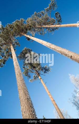 Frosty pine ( Pinus sylvestris ) alberi all' inverno , Finlandia Foto Stock