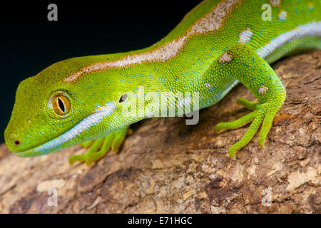 Northland gecko verde / Naultinus grayii Foto Stock