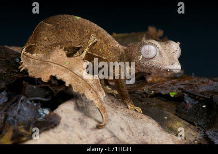 Foglia satanico-tailed gecko / Uroplatus fantastico Foto Stock