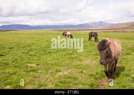 Islandese di cavalli al pascolo, vicino a Reykjavik, Islanda Foto Stock