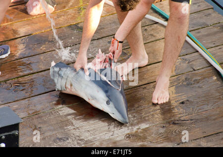 Stati Uniti d'America, Massachusetts, Martha's Vineyard. La pesca degli squali, Illex, squalo mako (Isurus oxyrinchus) testa di pulizia sul dock. Foto Stock