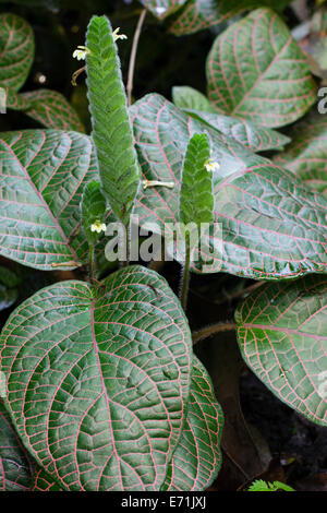 Venato rosso lascia del tropicale evergreen, Fittonia gigantea Foto Stock