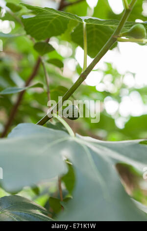 Sfondo botanico di piccoli fichi verdi sulla maturazione di un Ficus carica tree contro il verde delle foglie e cielo Foto Stock