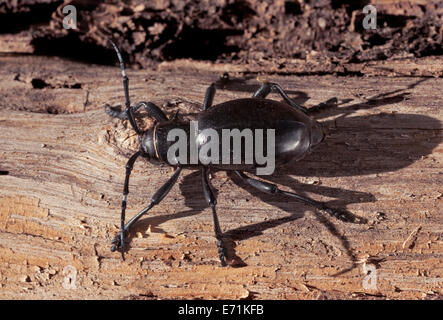 Cactus Longhorn Beetle, Moneilema gigas questo bee normalmente alimenta su chollas e ficodindia cactus e persino saguaro. Foto Stock