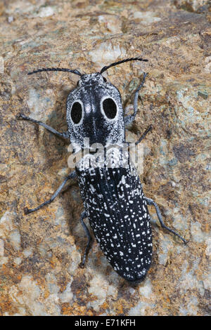 Alaus oculatus è una specie di fare clic su scarabeo. Si trova in centro e nord America. Foto Stock