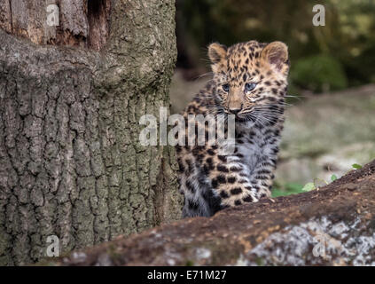 Femmina di Amur leopard cub permanente sulla struttura ad albero Foto Stock