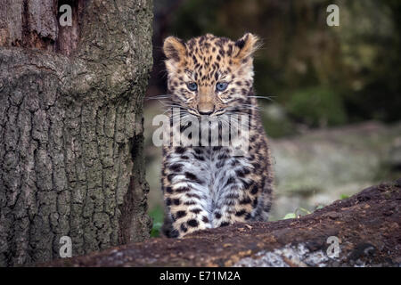 Femmina di Amur leopard cub permanente sulla struttura ad albero Foto Stock