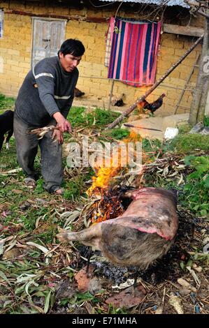 Uccidere il maiale in Cruzpata - CHACHAPOYAS . Dipartimento di Amazonas .PERÙ Foto Stock