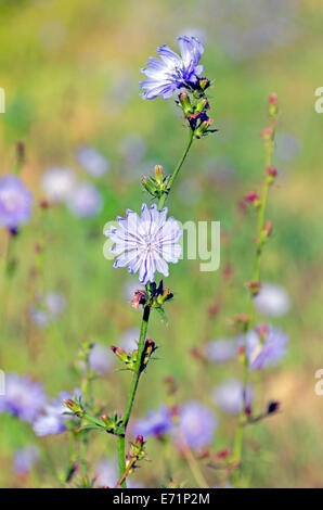 Fiori di cicoria comune. Un sacco di fiori blu. Foto Stock