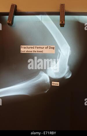 Un x ray di un cane al femore rotto sul display presso la Minnesota State Fair. Foto Stock