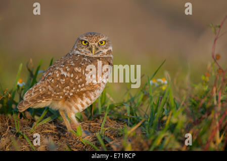 Scavando la civetta (Athene cunicularia), Florida USA Foto Stock