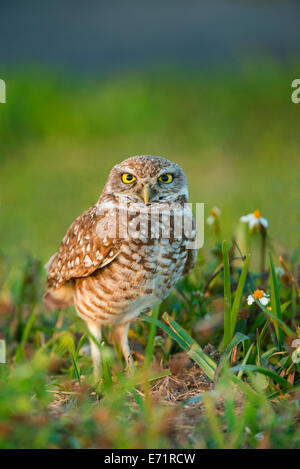 Scavando la civetta (Athene cunicularia), Florida USA Foto Stock