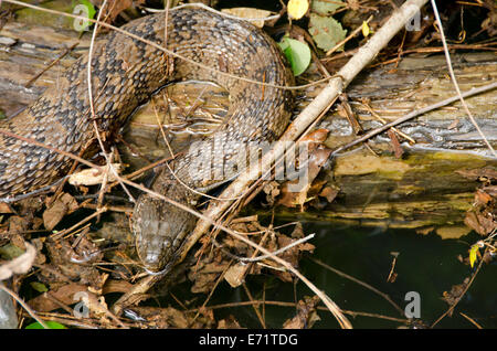 Stati Uniti d'America, Tennessee, sul fiume Tennessee presso la Clifton. Wild e nonvenomous Diamondback acqua snake (Nerodia rhombifer). Foto Stock