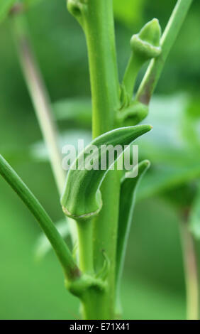 Green Okra in natura Foto Stock