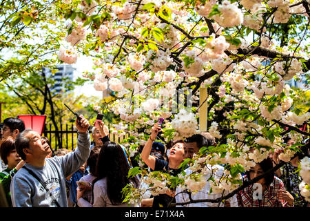 Fossato e fiori di ciliegio di Kyoto, Giappone per adv o altri usi Foto Stock