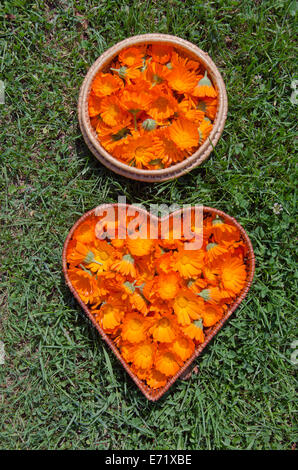 Calendula calendula freschi Fiori di medici in due cesti di legno sull'erba. vita sana nozione Foto Stock