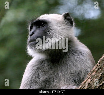 Pianure Settentrionali langur grigio (Semnopithecus entellus) Foto Stock