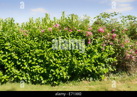 Rosa rosa rampicate attraverso una siepe di alloro ritardare siepi Foto Stock