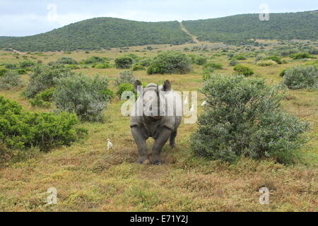 Solitario il rinoceronte nero circondato da uccelli bianco Foto Stock