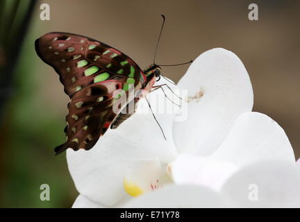 Verde codato Jay Butterfly (Graphium Agamennone) a.k.a. Triangolo verde o verde-spotted triangolo, in posa su un'orchidea Foto Stock