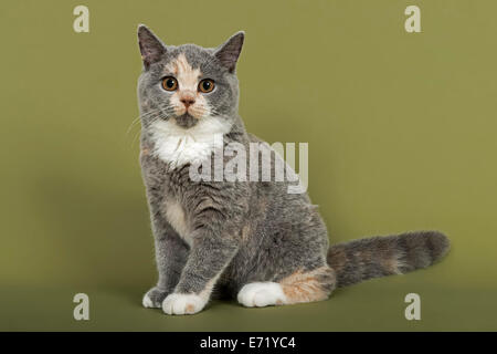 British Shorthair kitten, 18 settimane, blu, crema e bianco i colori di pelliccia Foto Stock