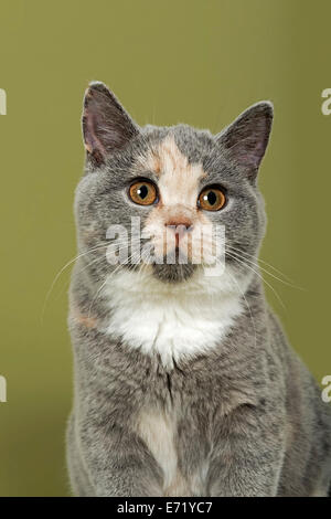 British Shorthair kitten, 18 settimane, blu, crema e bianco i colori di pelliccia Foto Stock