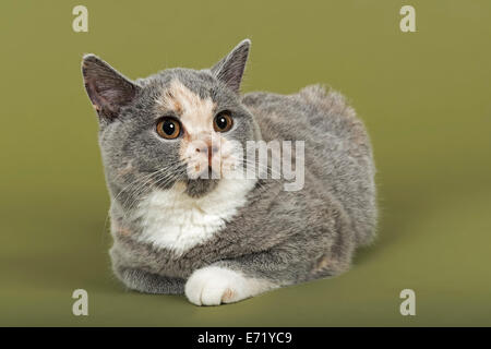 British Shorthair kitten, 18 settimane, blu, crema e bianco i colori di pelliccia Foto Stock