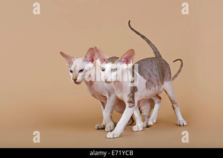 Oriental Shorthair gattini, 11 settimane Foto Stock